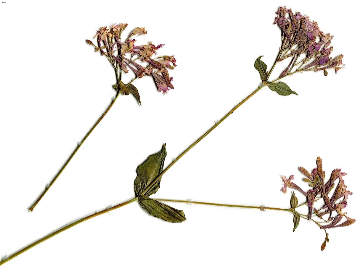 Atocion armeria (Caryophyllaceae)